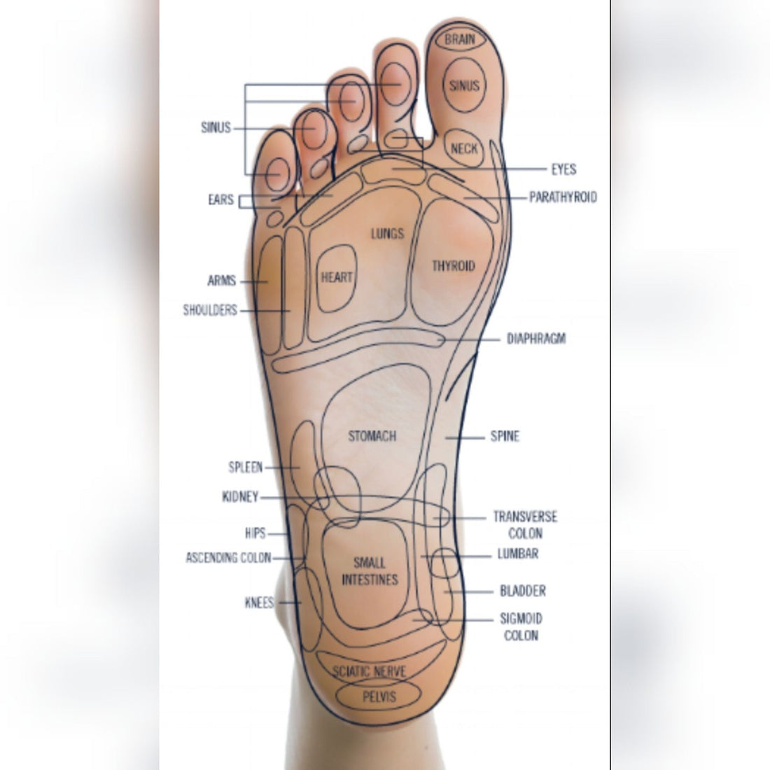 Jingluo Reflexology