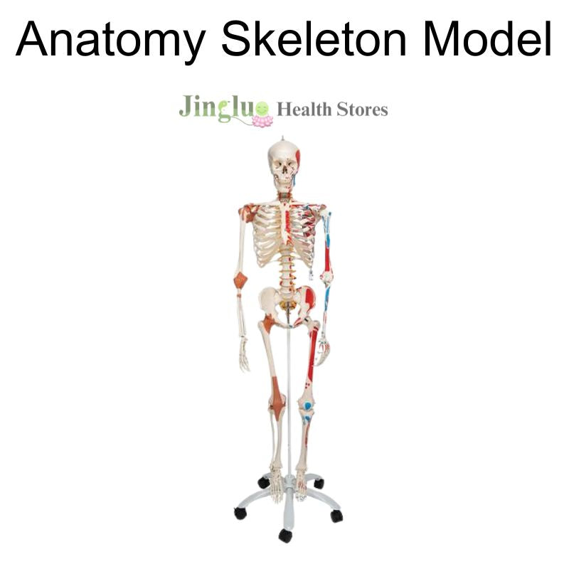 Anatomy Skeleton Model