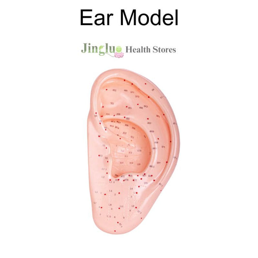 Ear Model