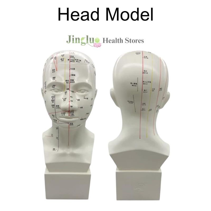 Head Model