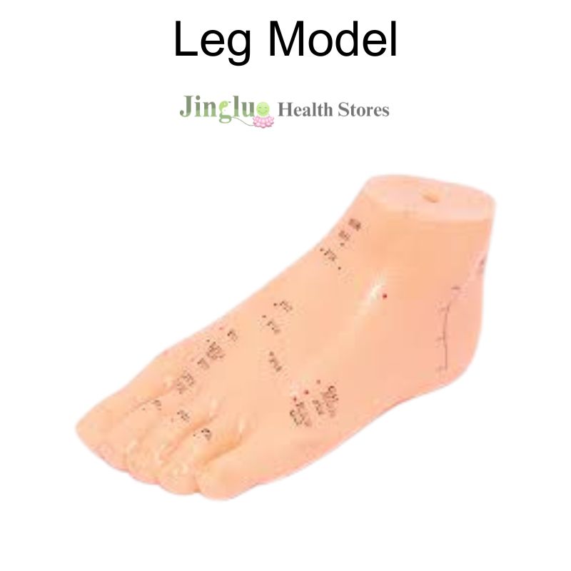 Leg Model