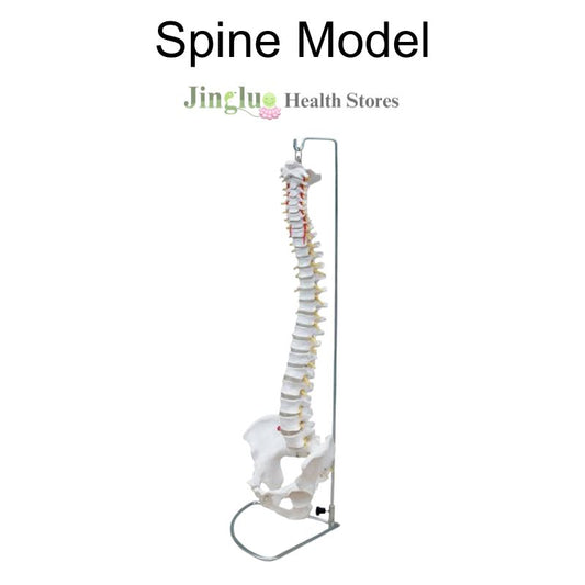 Spine Model