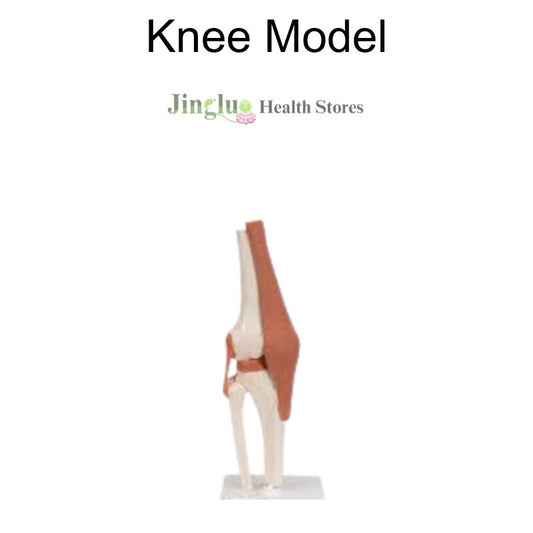 Knee Model