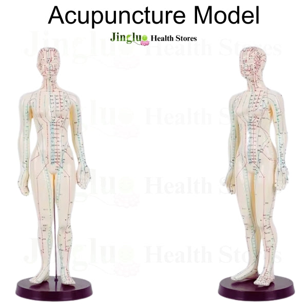 Acupuncture  Model Toys male & Female