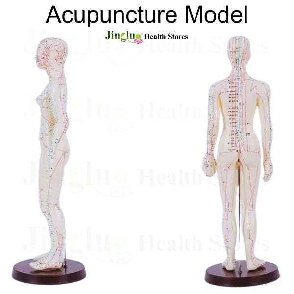 Acupuncture  Model Toys male & Female