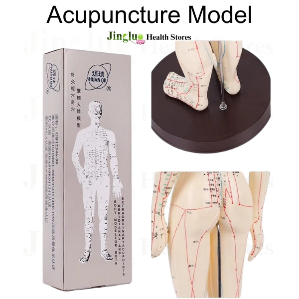 Acupuncture  Model Toys male & Female