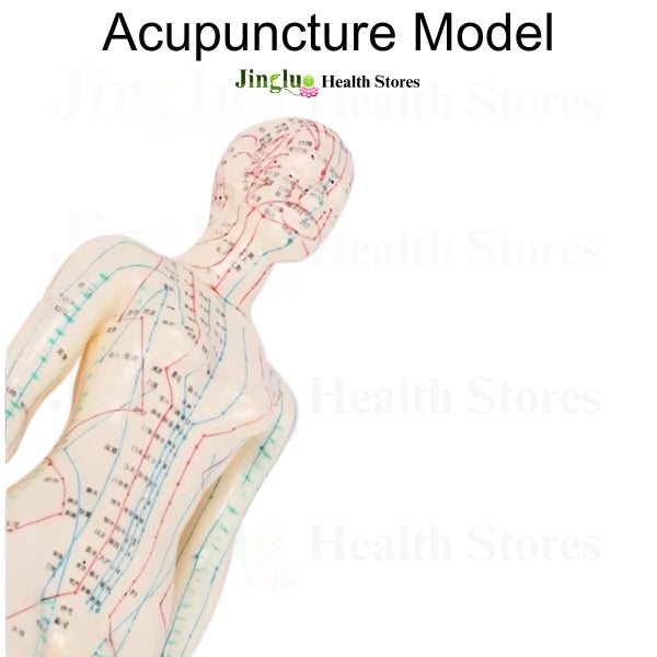 Acupuncture  Model Toys male & Female